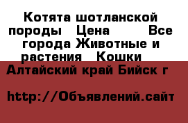 Котята шотланской породы › Цена ­ 40 - Все города Животные и растения » Кошки   . Алтайский край,Бийск г.